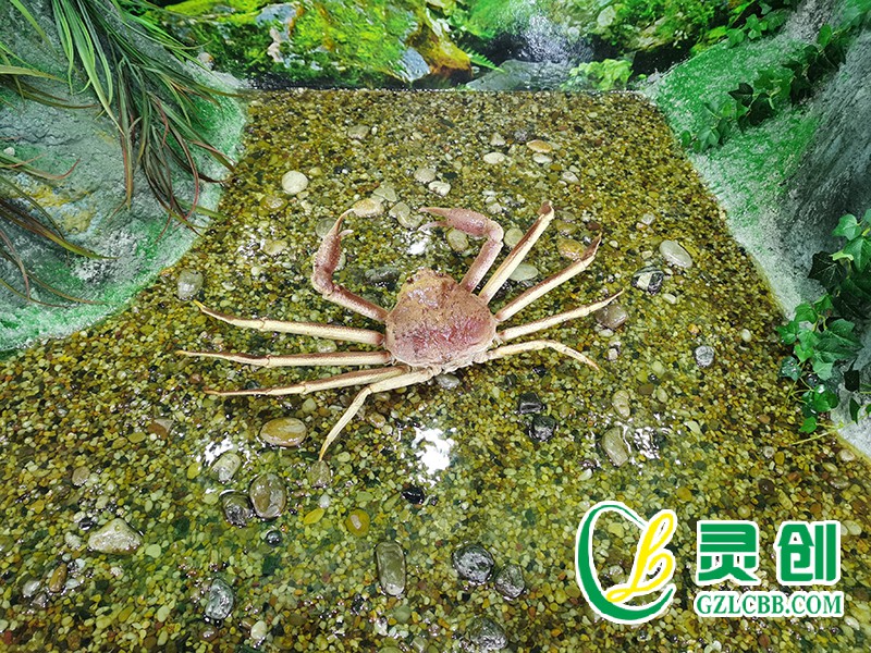板蟹標本